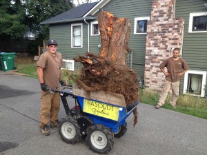 Stump as big as all three of us combined
